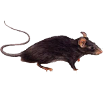 Rattus-rattus-quad