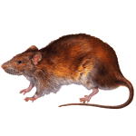 rato-png-03